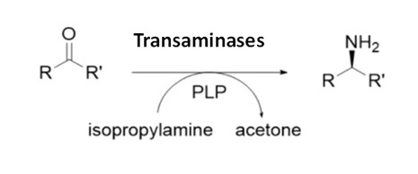 Biotechnology Enzyme Products